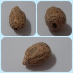 Копролит акулы