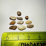 Pycnodontiformes