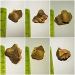 Ptychodus (Птиходус) Anonymus