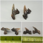 Archaeolamna и Cretolamna appendiculata