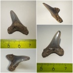 Молоденькая Cretoxyrhina