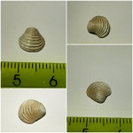 Trautscholdia