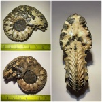 Cardioceras