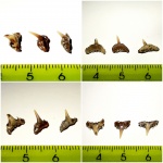 Synechodus (Синеходус)