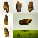Leptocleidia (Лептоклейдия)