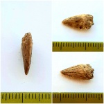 Protosphyraena (Протосфитена)