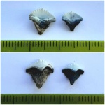 Парочка Ctenoptychius