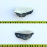 Ctenoptychius (боковой)