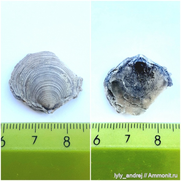 брахиоподы, стешевский горизонт, Cleiothyridina pectinata