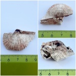 Брахиопода Schuchertella radialis ?