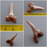 Cretolamna appendiculata