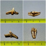 Cederstroemia