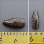 Acrodus