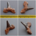 Cretolamna