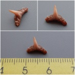 Synechodus