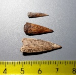 Protosphyraena