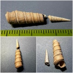 Clathrobaculus fahrenkohli