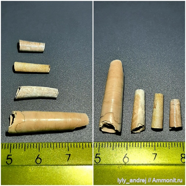 моллюски, лопатоногие моллюски, Laevidentalium