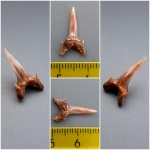 Eostriatolamia