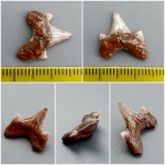 Archaeolamna
