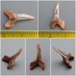 Archaeolamna с патологией