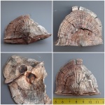 Schuchertella radialis