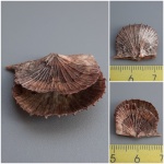 Schuchertella radialis