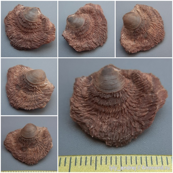 брахиоподы, стешевский горизонт, Cleiothyridina, Cleiothyidina pectinifera