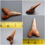 Cretoxyrhina