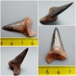 Cretoxyrhina