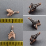 Pseudoscapanorhynchus