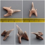 Pseudoscapanorhynchus