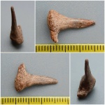 Enchodus