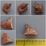 Enchodus