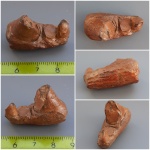 Кусок челюсти Enchodus
