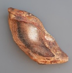 Мандибулярная пластина Ischyodus
