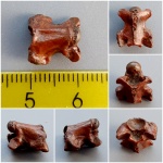 Dolichosauridae (Долихозавр) "?"