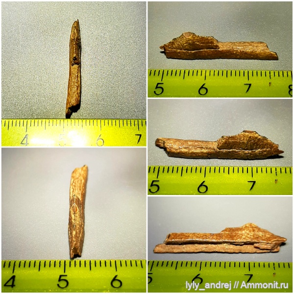 рыбы, сеноман, челюсти, челюсти рыб, Protosphyraena