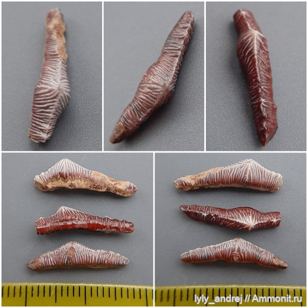 хрящевые рыбы, сеноман, зубы акул, Polyacrodus, Polyacrodus maiseyi