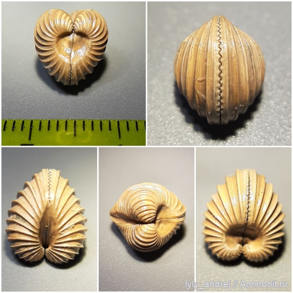 юра, оксфорд, двустворки, Марково, Astarte, Astarte cordata, Trautscholdia