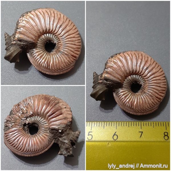 аммониты, юра, оксфорд, Amoeboceras, Dicroloma