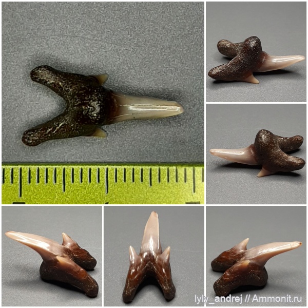 хрящевые рыбы, акулы, сеноман, зубы акул, Pseudoscapanorhynchus