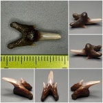 Pseudoscapanorhynchus крупненький