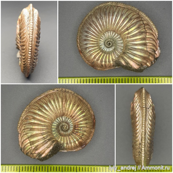 аммониты, юра, оксфорд, Amoeboceras, обрастание аммонитов