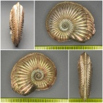 Amoeboceras с неправильной геометрией