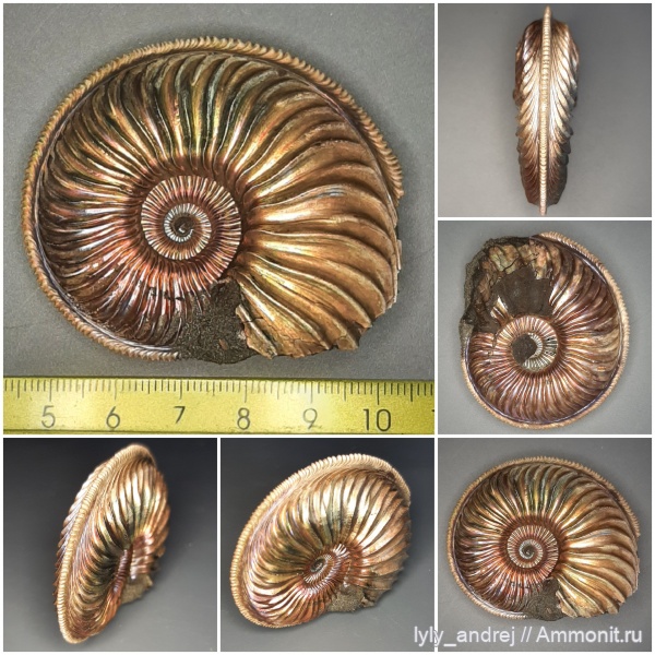 аммониты, моллюски, Марково, Amoeboceras, оксфордский ярус