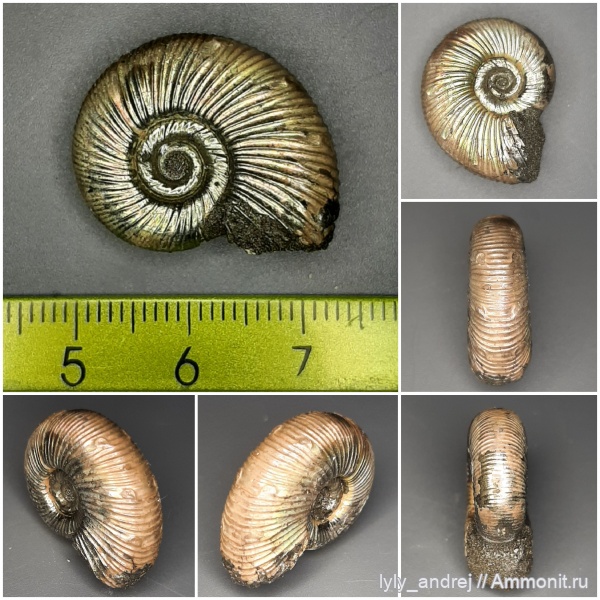 аммониты, юра, оксфорд, Марково, Perisphinctidae, parabolae, параболы