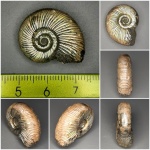 Perisphinctidae с параболами