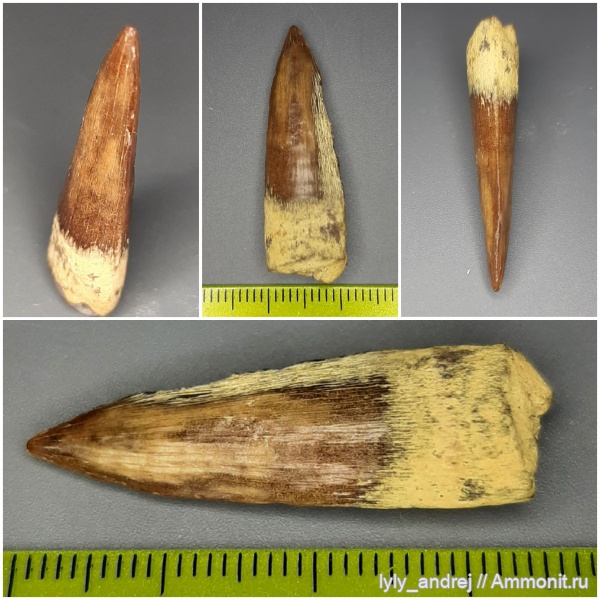 рыбы, сеноман, костные рыбы, Protosphyraena