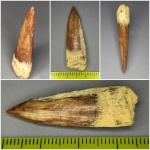 Крупная Protosphyraena